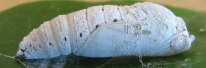 Pupae